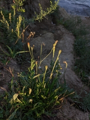 Pilosella aurantiaca