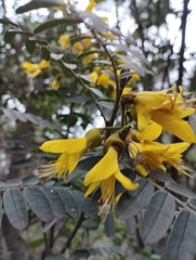 Sophora macrocarpa