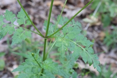Bidens bipinnata