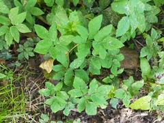 Aegopodium