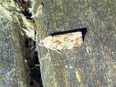 Phaecasiophora confixana