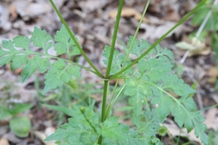 Bidens bipinnata