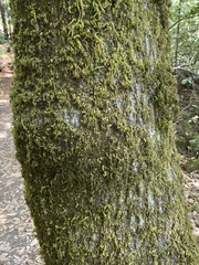 Dendroalsia abietina