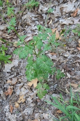 Bidens bipinnata