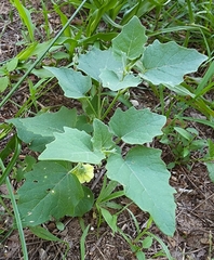 Physalis mollis
