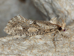 Acrolophus variabilis