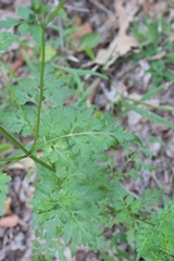 Bidens bipinnata