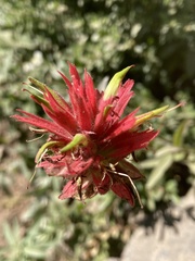 Castilleja