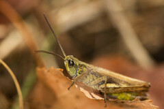 Chorthippus apricarius