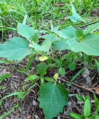 Physalis mollis