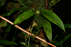 Liparis bootanensis