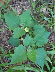 Physalis mollis