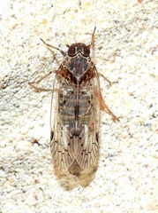 Melanoliarus aridus