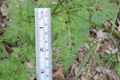 Bidens bipinnata