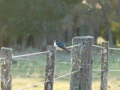 Tachycineta leucorrhoa