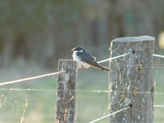 Tachycineta leucorrhoa