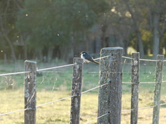 Tachycineta leucorrhoa