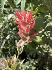 Castilleja