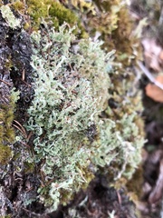Cladonia
