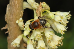 Palpada ruficeps