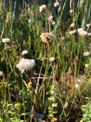 Eriophorum virginicum