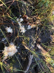 Eriophorum virginicum