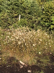 Eriophorum virginicum