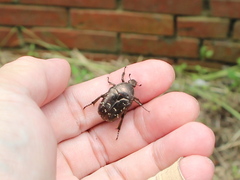 Protaetia orientalis sakaii