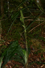 Calanthe triplicata