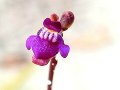 Utricularia caerulea