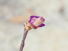 Utricularia caerulea