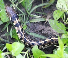 Thamnophis marcianus