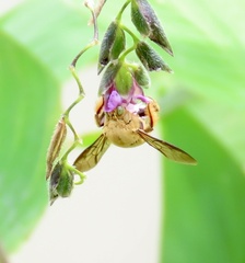 Xylocopa aestuans