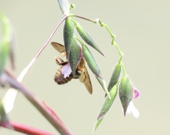 Xylocopa aestuans