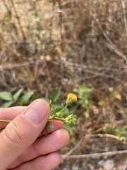 Bidens pilosa