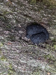 Annulohypoxylon