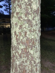 Lecanora thysanophora