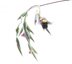 Xylocopa aestuans