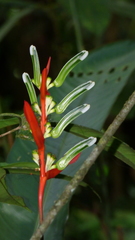 Heliconia acuminata