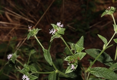 Elephantopus carolinianus