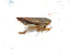 Acinopterus