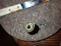 Saccharina latissima