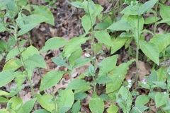 Elephantopus carolinianus