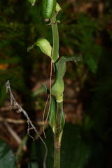 Calanthe triplicata