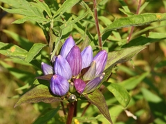 Gentiana andrewsii