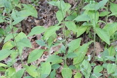 Elephantopus carolinianus