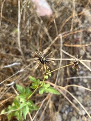 Bidens pilosa