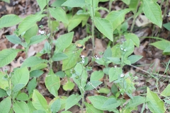 Elephantopus carolinianus