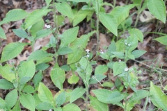 Elephantopus carolinianus