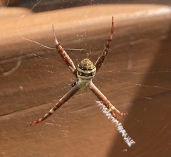 Argiope keyserlingi